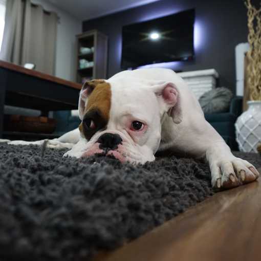 Dog on a rug