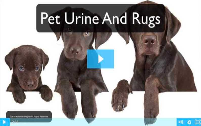 Pet Urine and Rugs